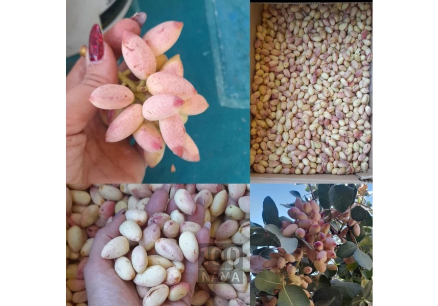 فروش پسته ارگانیک دامغان