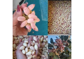 فروش پسته ارگانیک دامغان