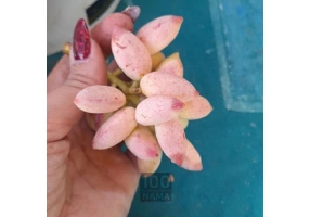 فروش پسته ارگانیک دامغان