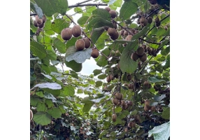 تامین کننده کیوی توناژ بالا 