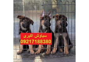 مرکز پرورش سگ ژرمن شپرد ورک لاین