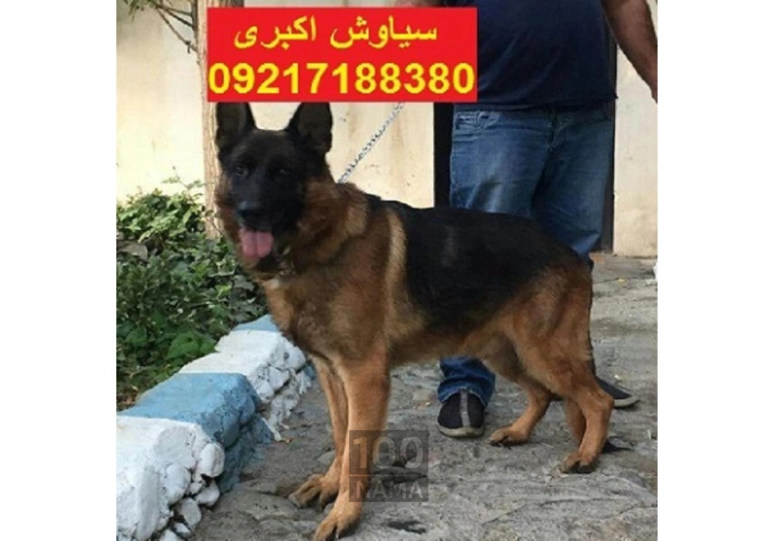 واگذاری سگ ژرمن شپرد ورک لاین