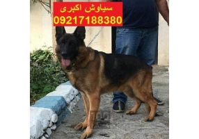 واگذاری سگ ژرمن شپرد ورک لاین