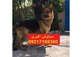 رفتار شناسی سگ ژرمن شپرد ورک لاین