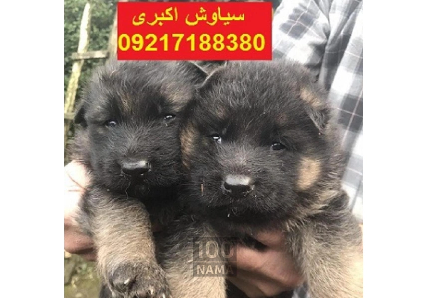 آموزش سگ ژرمن شپرد ورک لاین