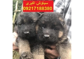 آموزش سگ ژرمن شپرد ورک لاین