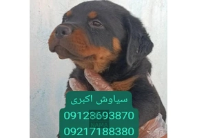 مرکز پرورش سگ روتوایلر اروپایی پوزه دلقکی