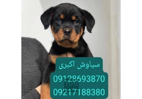 رفتار شناسی سگ روتوایلر اروپایی پوزه دلقکی