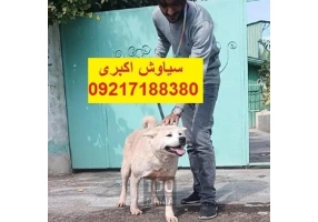واگذاری سگ اکیتا ژاپنی توله سگ آکیتا