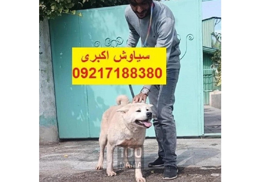 واگذاری سگ اکیتا ژاپنی توله سگ آکیتا