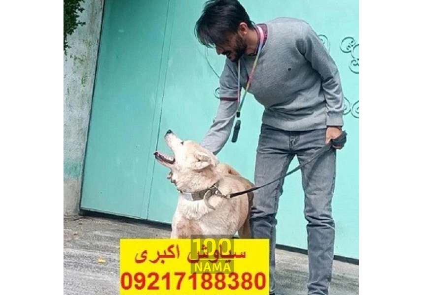 واگذاری سگ اکیتا ژاپنی توله سگ آکیتا