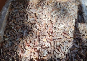 عرضه خرما و مشتقات خرما