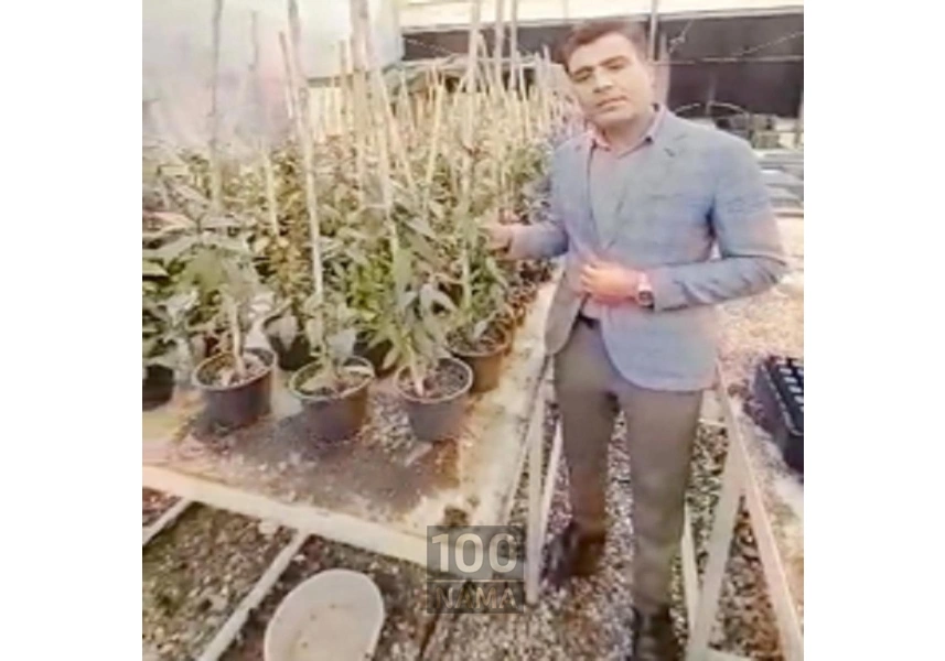 فروش نهال های پایه رویشی و لیبل آبی