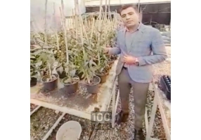 فروش نهال های پایه رویشی و لیبل آبی