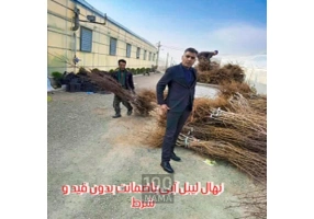 فروش نهال های پایه رویشی و لیبل آبی