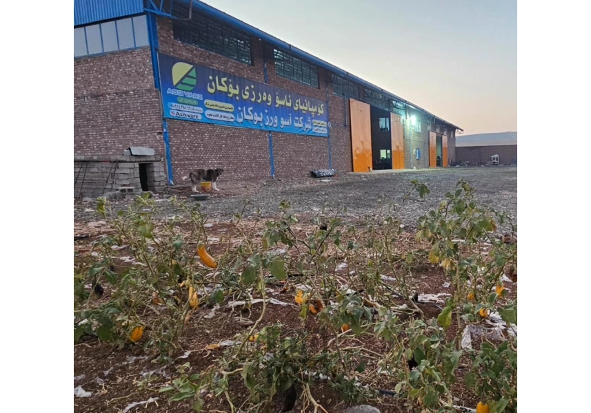 شرکت آسو ورز بوکان