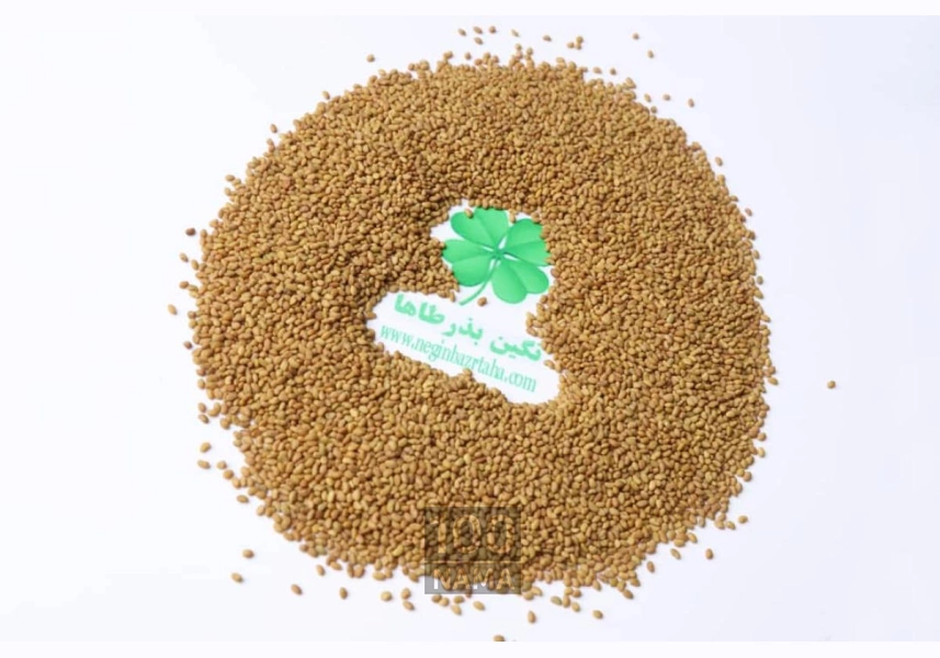 فروش بذر یونجه رنجر آمریکایی