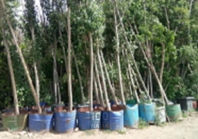 کاشت نهال درخت گل و گیاه در بهشت زهرا