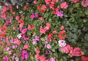 کاشت نهال درخت گل و گیاه در بهشت زهرا