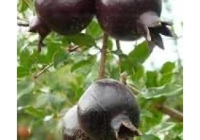 نهال انار پوست سیاه