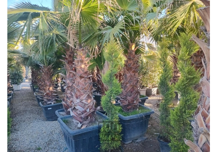   درخت گل و گیاه فروشی سیار