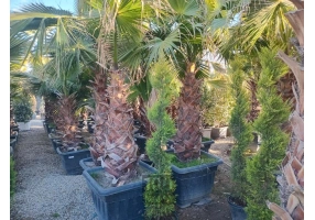   درخت گل و گیاه فروشی سیار