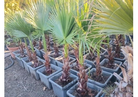   درخت گل و گیاه فروشی سیار