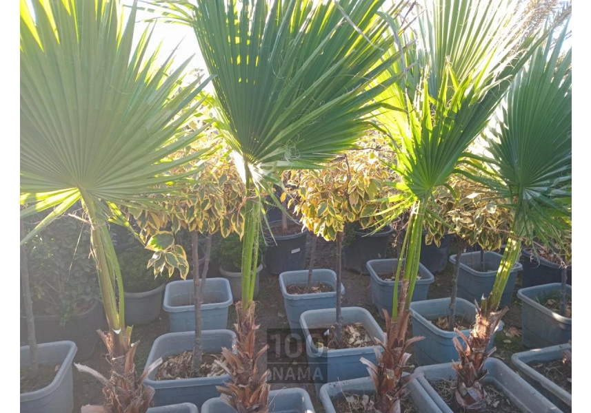   درخت گل و گیاه فروشی سیار