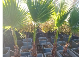   درخت گل و گیاه فروشی سیار