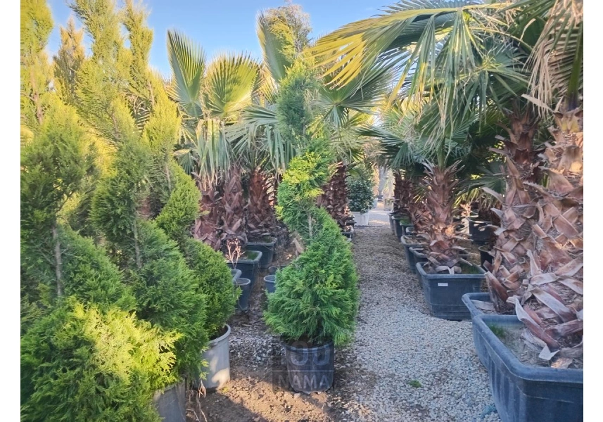   درخت گل و گیاه فروشی سیار