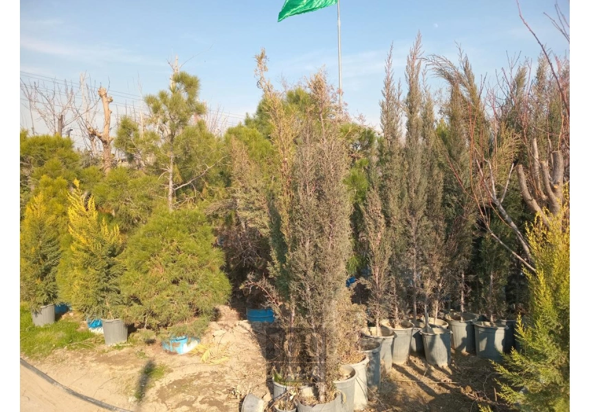 نهال درخت و درختچه میوه و تزئینی 