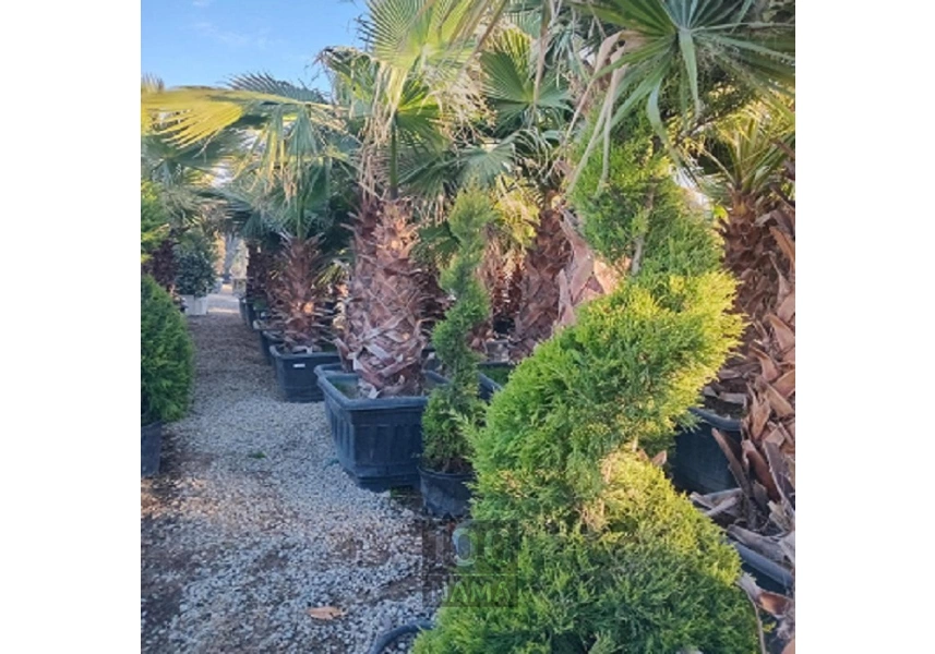 نهال درخت و درختچه میوه و تزئینی 