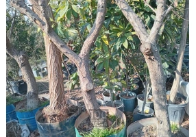 نهال درخت و درختچه میوه و تزئینی 