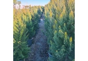 نهال درخت و درختچه میوه و تزئینی 