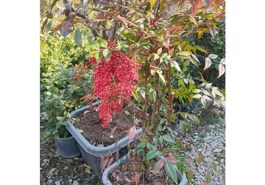 نهال درخت و درختچه میوه و تزئینی 