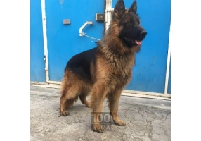 ژرمن شولاین انتخابی لوکس 