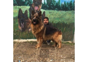 ژرمن شولاین انتخابی لوکس 