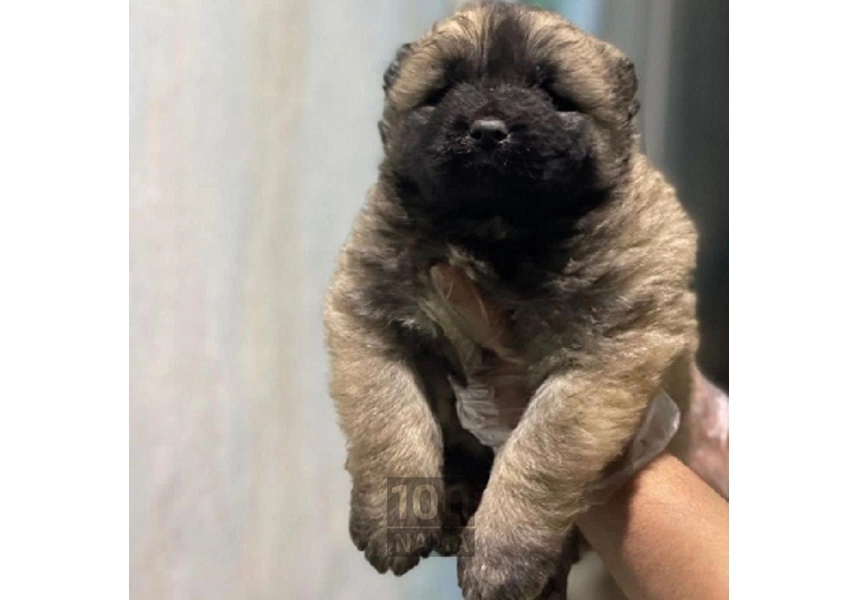 واگذاری توله‌سگ قفقازی اصیل 