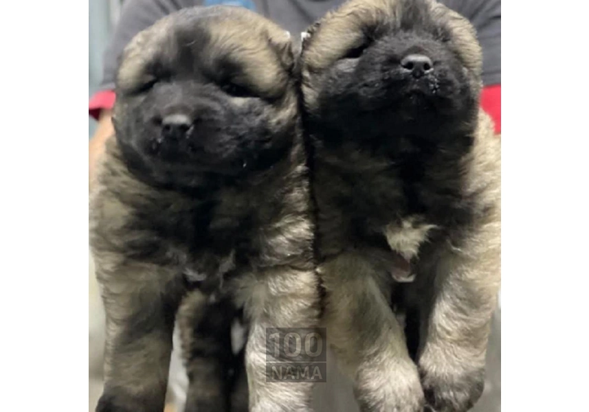 واگذاری توله‌سگ قفقازی اصیل 