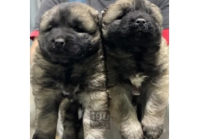 واگذاری توله‌سگ قفقازی اصیل 