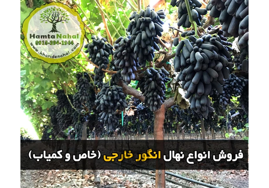 فروش انواع نهال میوه اصلاح شده