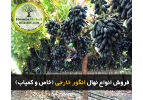 فروش انواع نهال میوه اصلاح شده