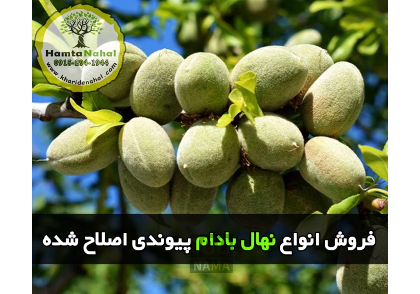 فروش انواع نهال میوه اصلاح شده