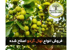 فروش انواع نهال میوه اصلاح شده