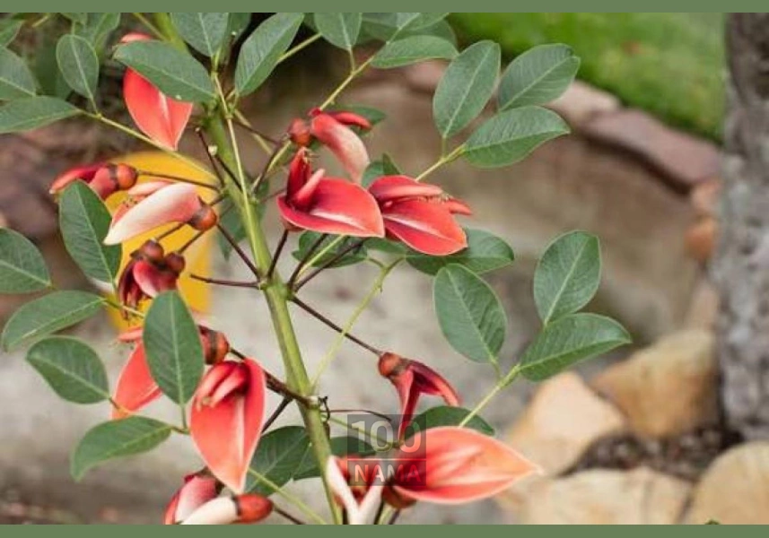 گیلاس تک دانه مشهدی تکدانه 