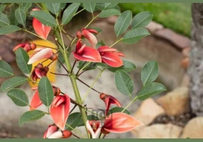 گیلاس تک دانه مشهدی تکدانه 