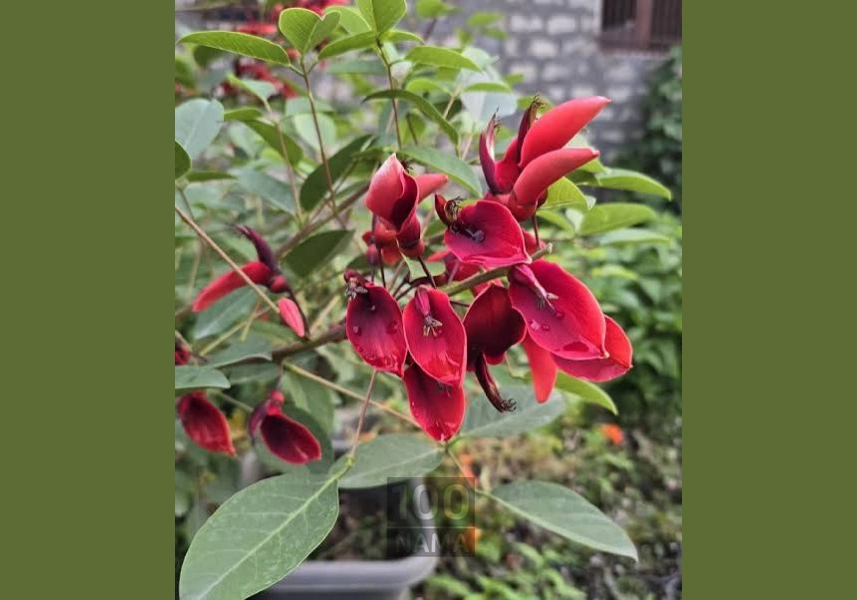 گیلاس تک دانه مشهدی تکدانه 