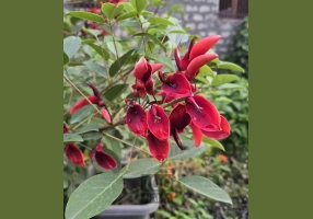 گیلاس تک دانه مشهدی تکدانه 