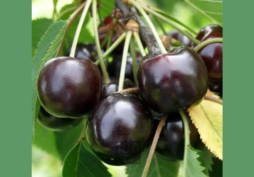 گیلاس تک دانه مشهدی تکدانه 