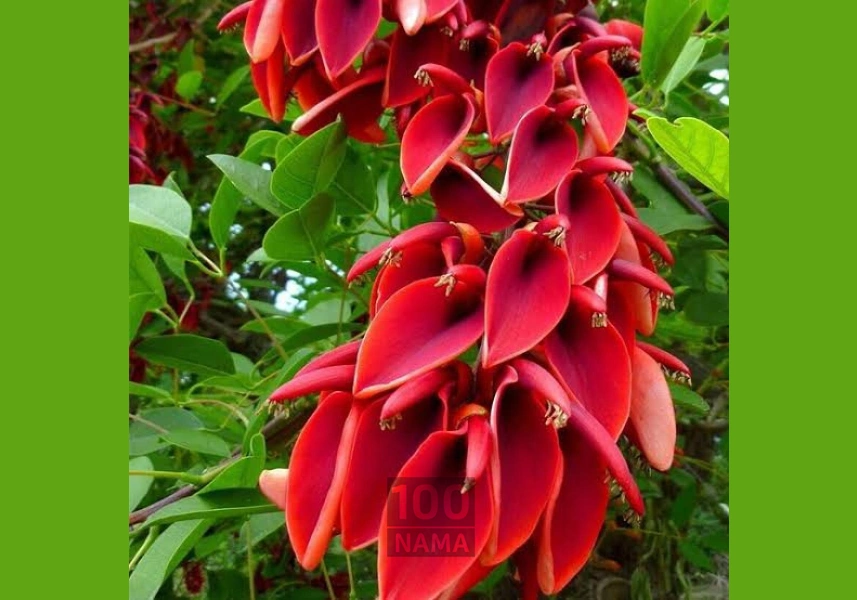 گیلاس تک دانه مشهدی تکدانه 